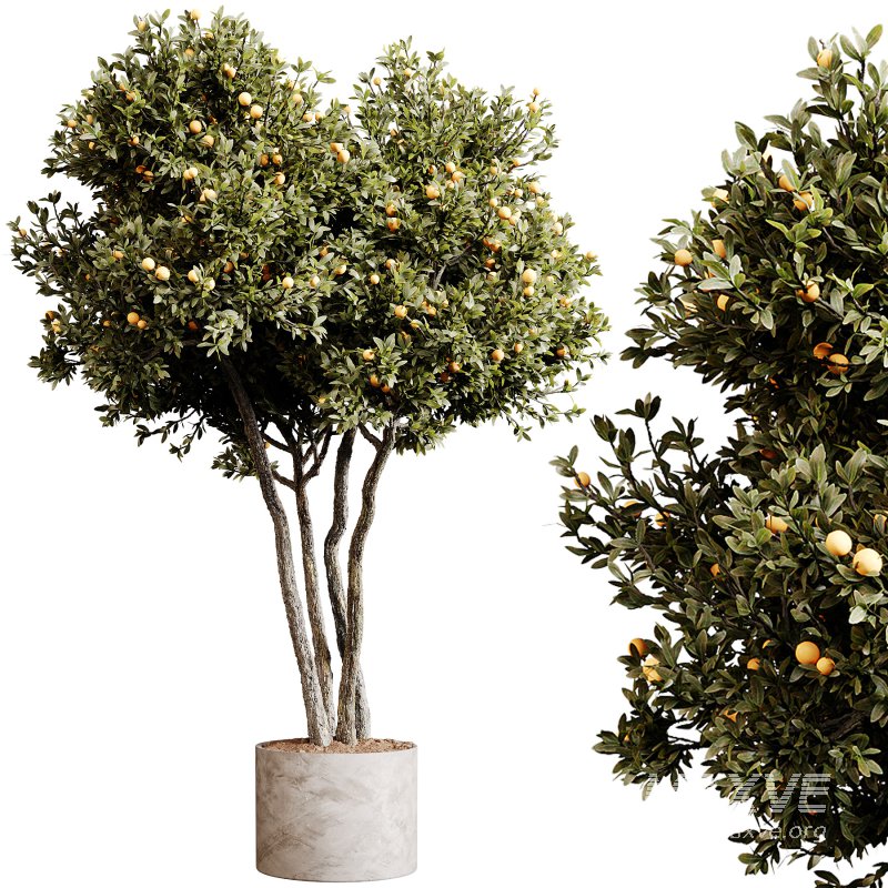 Indoor plants 80 – Plant in pot - Image 3