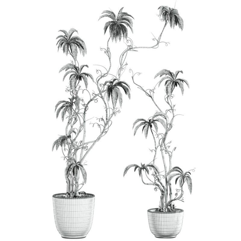 potted plants - Image 4