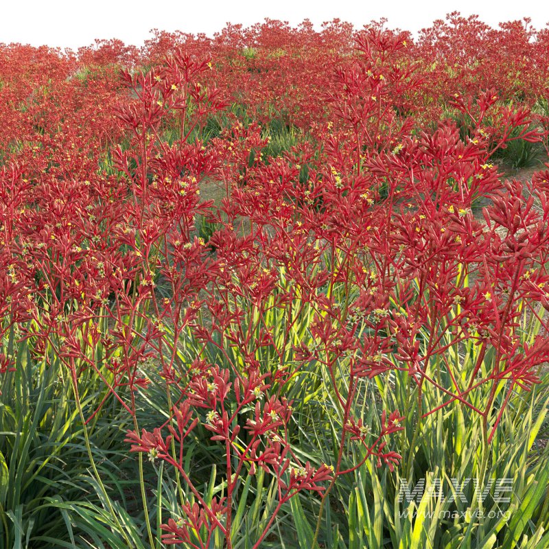 Anigozanthos flavidus – Kangaroo Paw 04 - Image 6