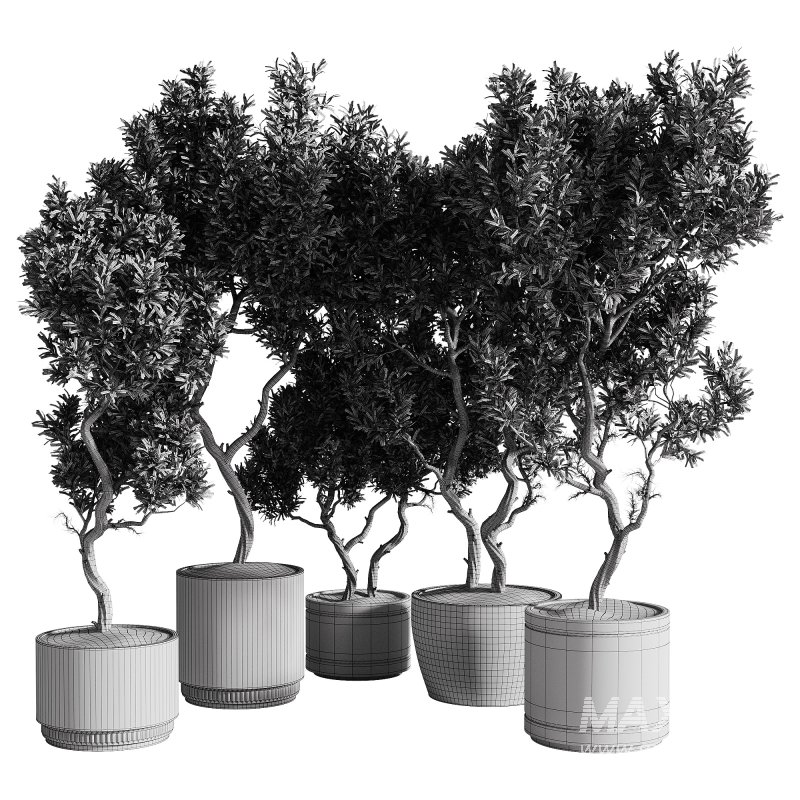 indoor plants – 69 plant in pot - Image 1