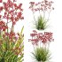 Anigozanthos flavidus – Kangaroo Paw 03 - Thumbnail 1