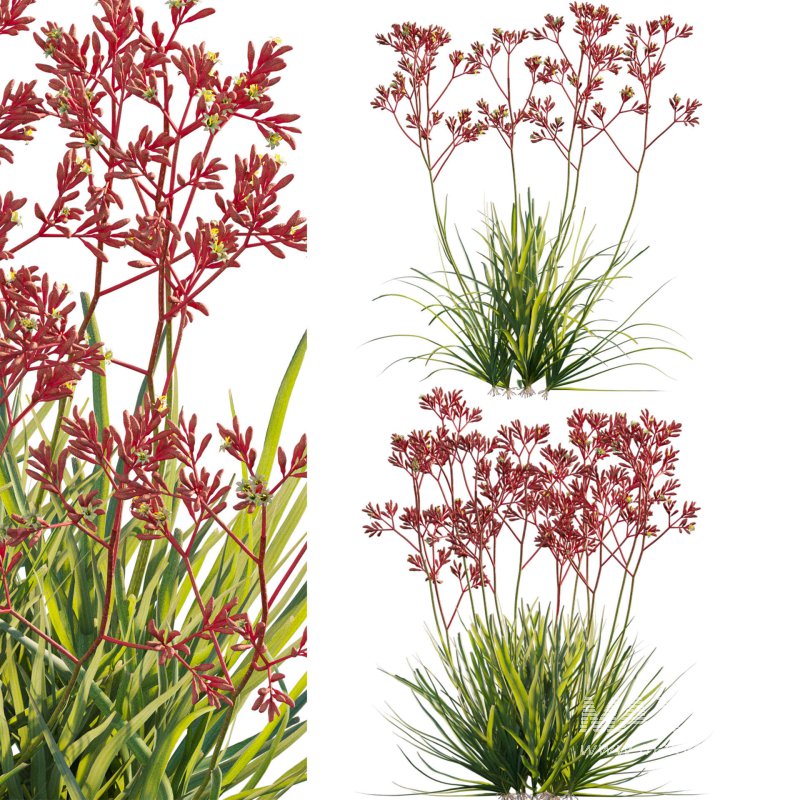 Anigozanthos flavidus – Kangaroo Paw 03 - Image 1