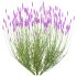 plant bush Flower Lavandula pedunculata 04 - Thumbnail 3