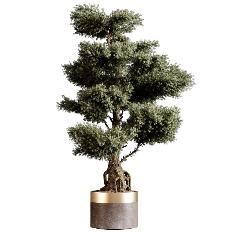 Indoor plants 83 – Plant in pot - Image 1