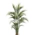 AV Indoor Plants Set 265 Olive Elegant Mission and Areca Palm and Fruit Orange Calamondin Tree - Thumbnail 3