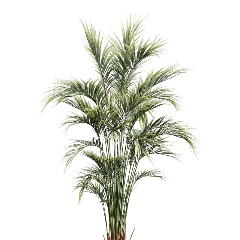 AV Indoor Plants Set 265 Olive Elegant Mission and Areca Palm and Fruit Orange Calamondin Tree - Image 3