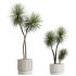 AV Indoor Plants Set 275 Mega Pack Yucca Areca Palm Japandi Ficus - Thumbnail 2