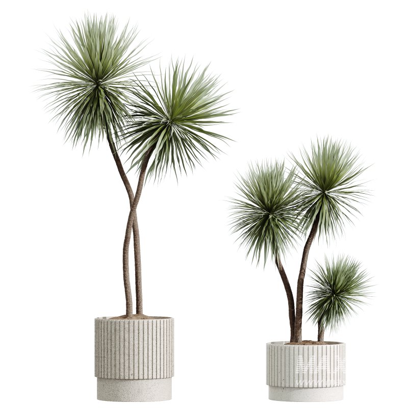 AV Indoor Plants Set 275 Mega Pack Yucca Areca Palm Japandi Ficus - Image 2