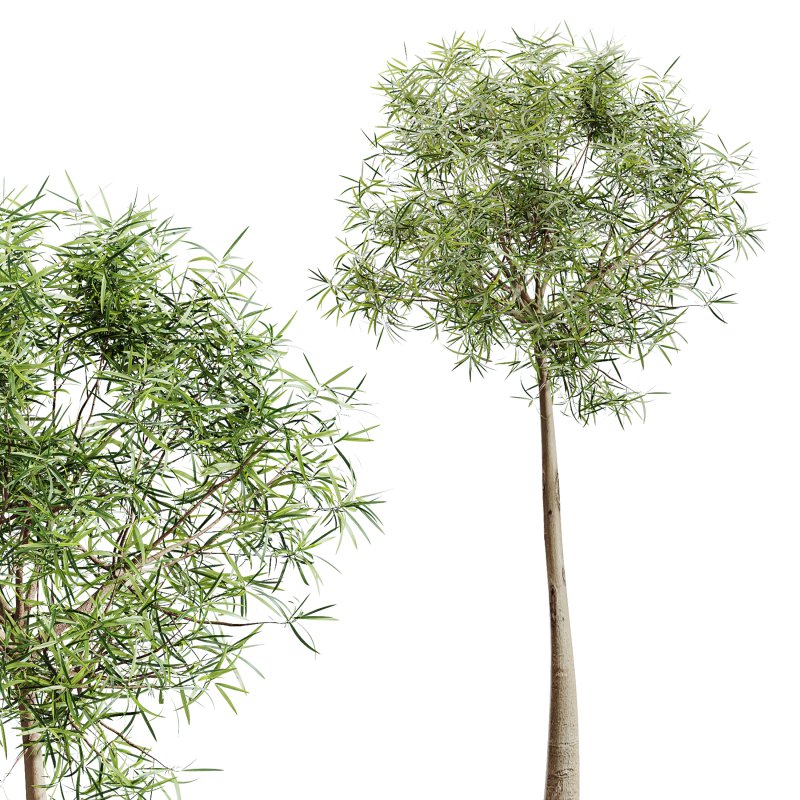 AV Indoor Plants Set 281 Ficus Marginata Yucca Palm Banana Nicolai - Image 4