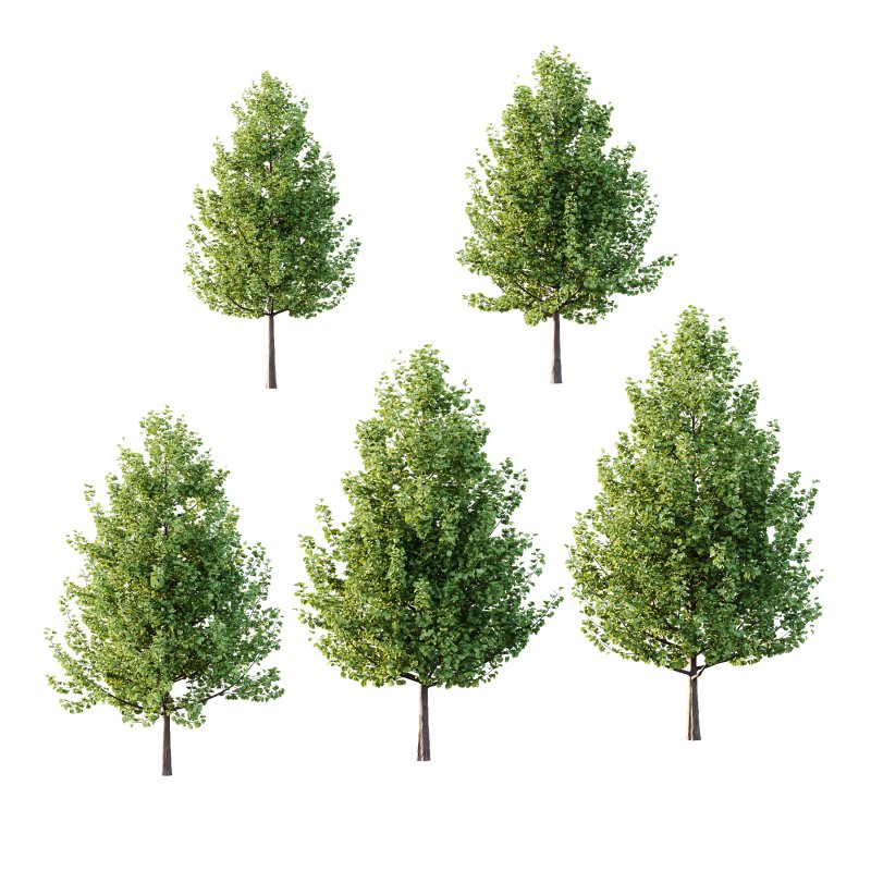 Maidenhair Ginkgo Biloba Tree 01 - Image 5