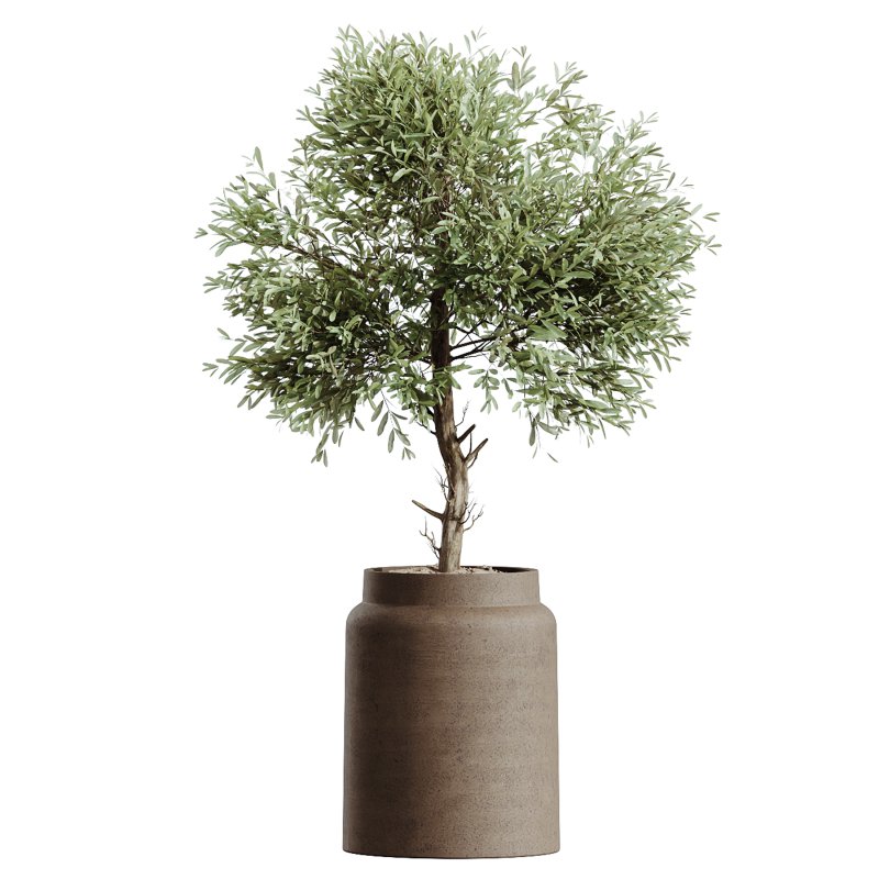 AV Indoor Plants Set 269 Ficus Microcarpa Moclame and Olive Elegant and Japandi Ficus Dracaena Marginata - Image 1