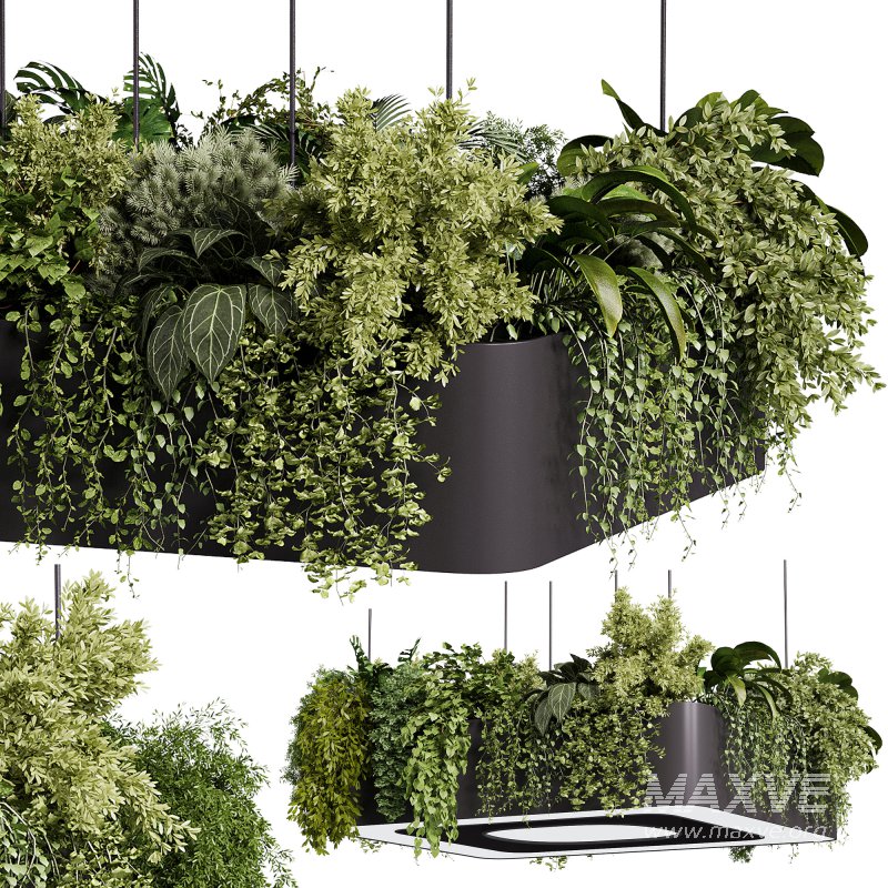 indoor plants – 64 Hanging indoor plant - Image 6