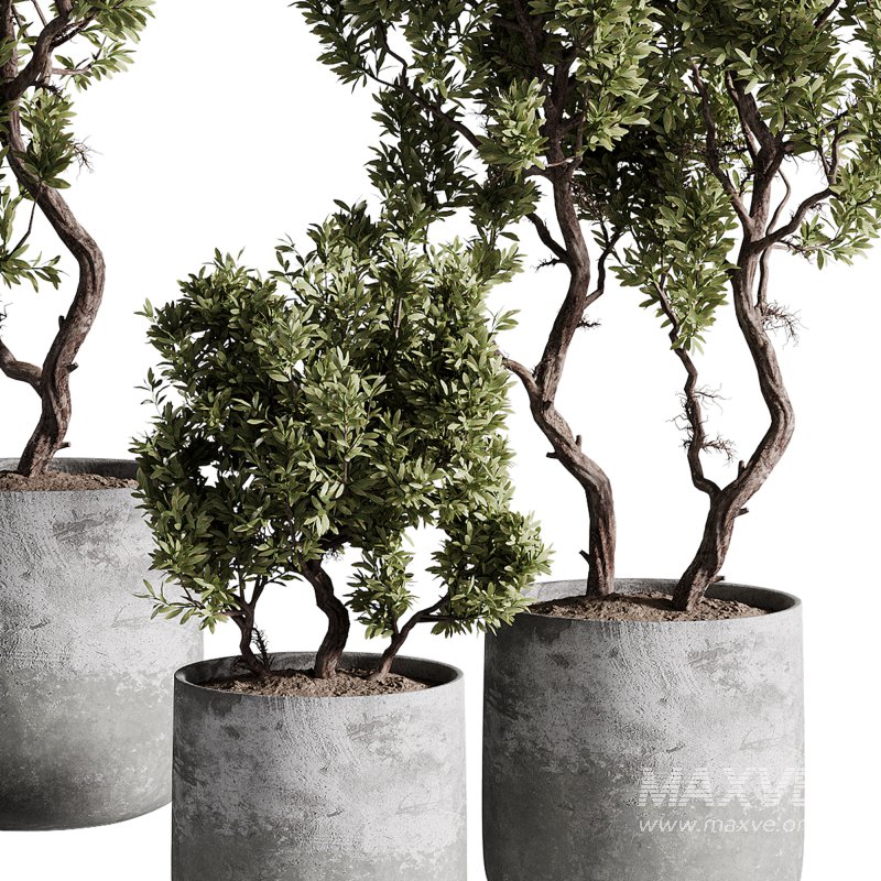 indoor plants – 67 plant in pot - Image 3