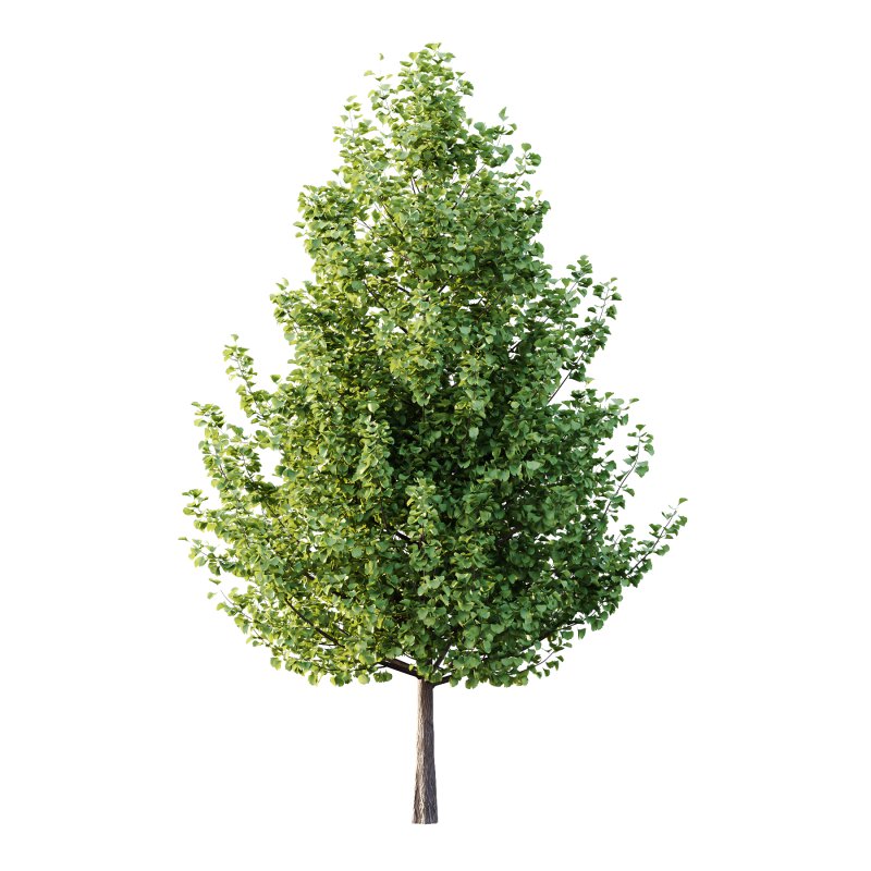 Maidenhair Ginkgo Biloba Tree 01 - Image 4