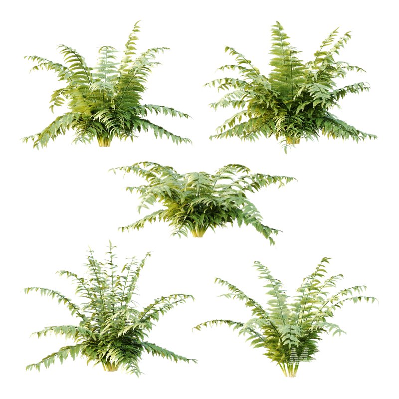 Macrothelypteris torresiana Fern bush 04 - Image 5