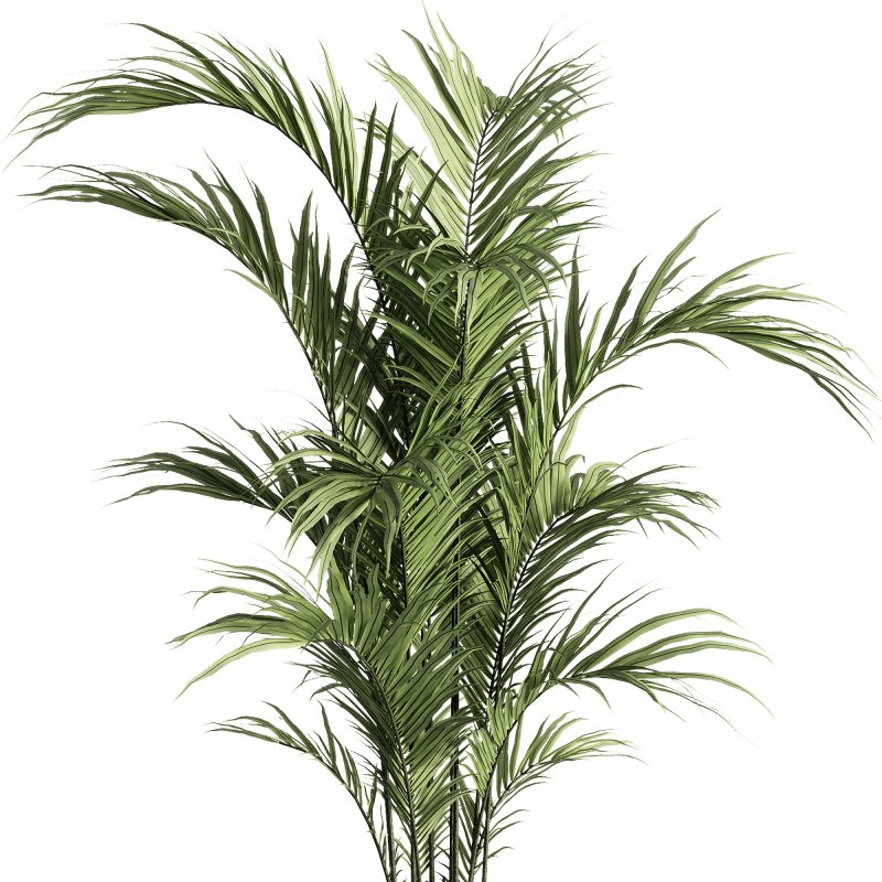 indoor plants – 30 plant in pot - Image 2