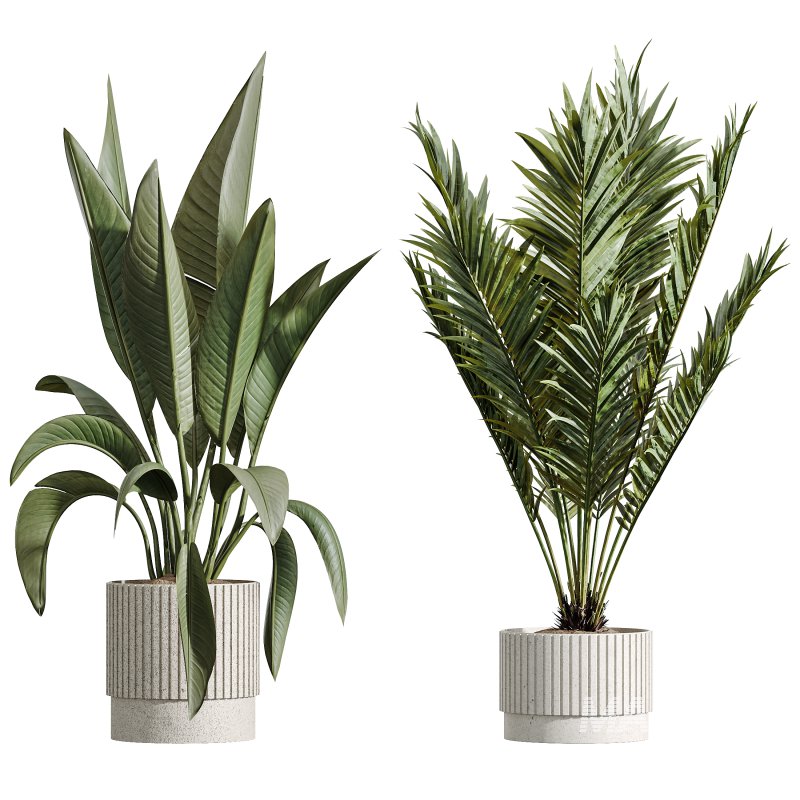 AV Indoor Plants Set 276 Olive Elegant Mission and Banana Strelitzia Nicolai and Areca Palm - Image 6