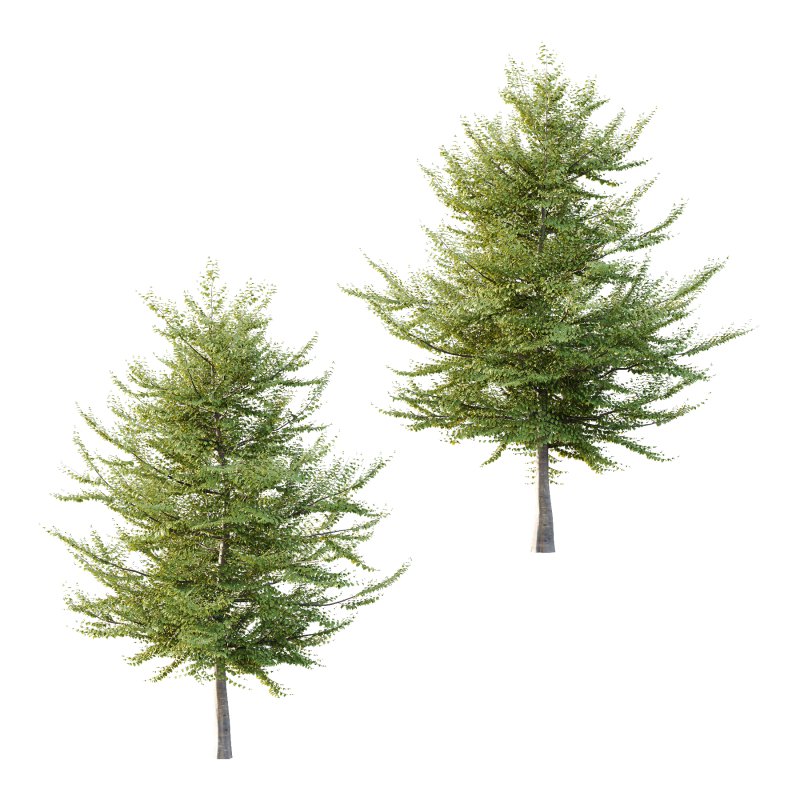 Fagus Grandifolia Tree 10 - Image 1