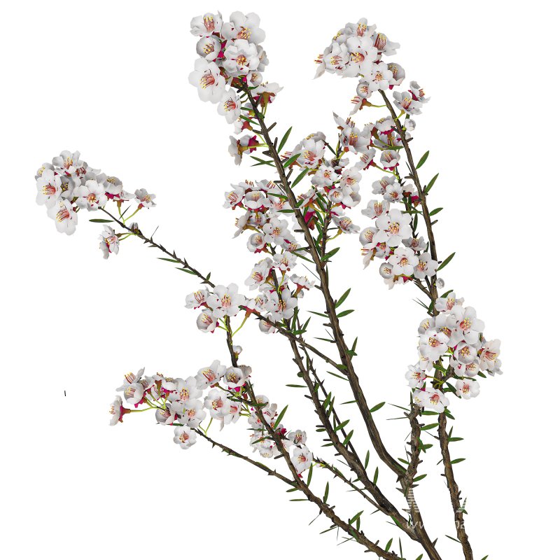 Decorative_set_26 - Image 4