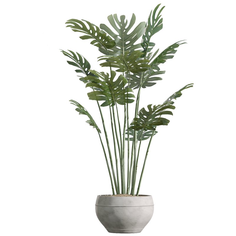 ntal variety of the classic Olea europaea, known for its soft silvery foliage and dense canopy. Native to Spain, this olive cultivar exudes Mediterranean charm and timeless refinement in both contemporary and rustic interiors. - Image 4