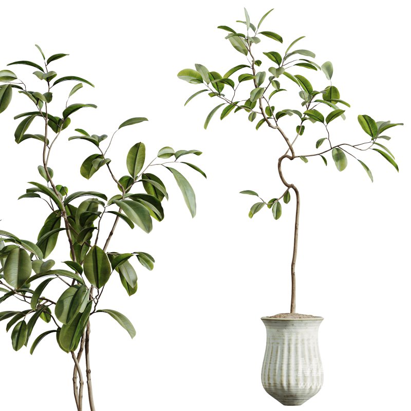 AV Indoor Plants Set 257 Dracaena Marginata and Olive and Areca Palm and Aloe Vera - Image 6