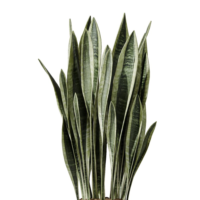AV Indoor Plants Set 254 Sansevieria Olive Yucca Excelsa Palm Paradise Bird - Image 5