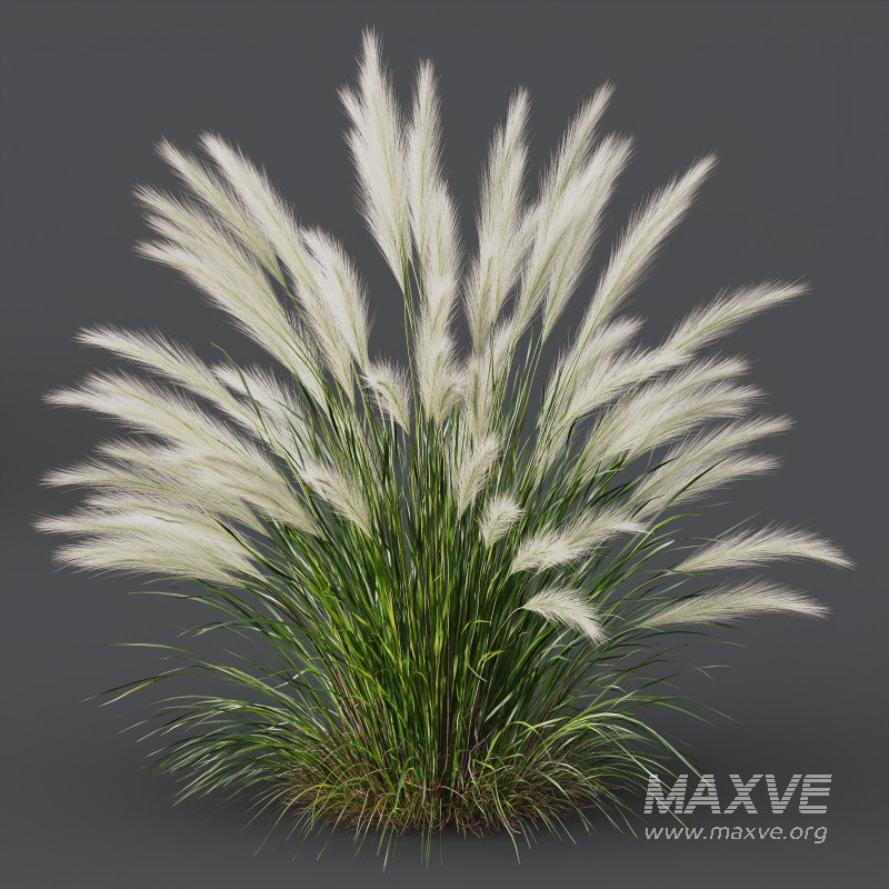 ntal grasses—**Nassella tenuissima**, also known as Mexican Feather Grass, and **Carex elata ‘Aurea’**, a golden sedge celebrated for its radiant chartreuse foliage. - Image 3