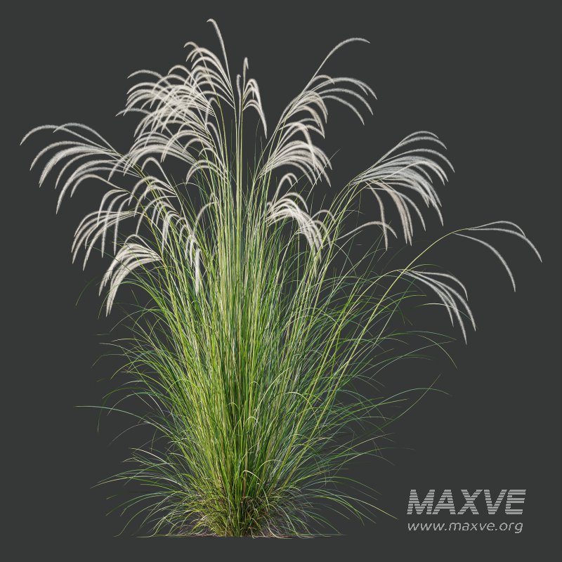 AV Stipa Grass Set is a breathtaking collection of elegant ornamental grasses - Image 5
