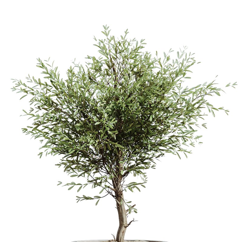 AV Indoor Plants Set 248 Pelagio Palm and Yucca Elephantipes and Cuban Cigar and Olive Elegant and Peace Lily - Image 5