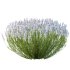 plant bush Flower Lavandula pedunculata 03 - Thumbnail 6