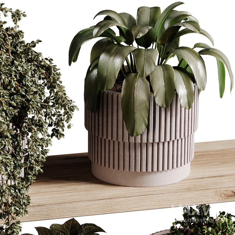 indoor plants 98- Hanging indoor plant - Image 1