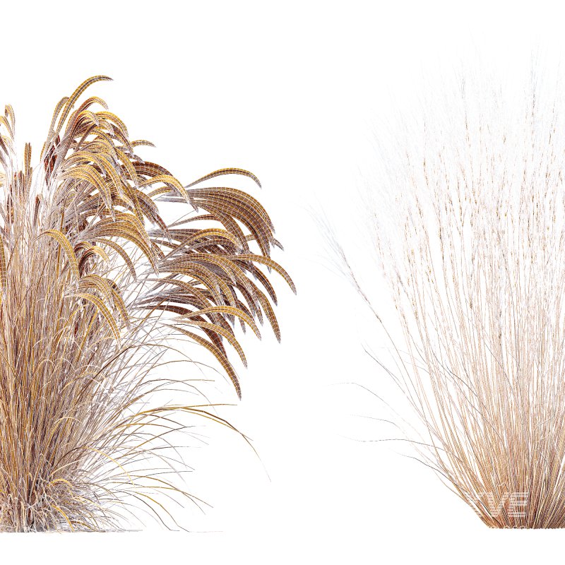 AV Stipa Grass Set is a breathtaking collection of elegant ornamental grasses - Image 11