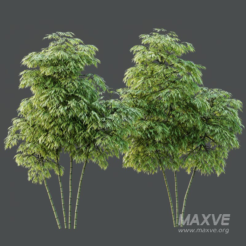 AV 8 different trees Bamboo Bambusoideae and Celtis Australis - Image 6