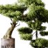 Indoor plants 73 – Bonsai Plant in pot - Thumbnail 5