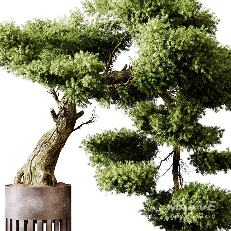 Indoor plants 73 – Bonsai Plant in pot - Image 5