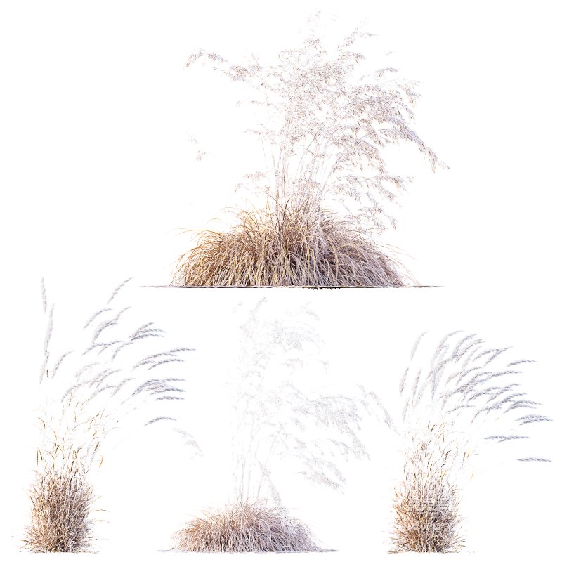 ntal grass set combines two iconic and highly architectural species known for their graceful movement and seasonal texture. - Image 7