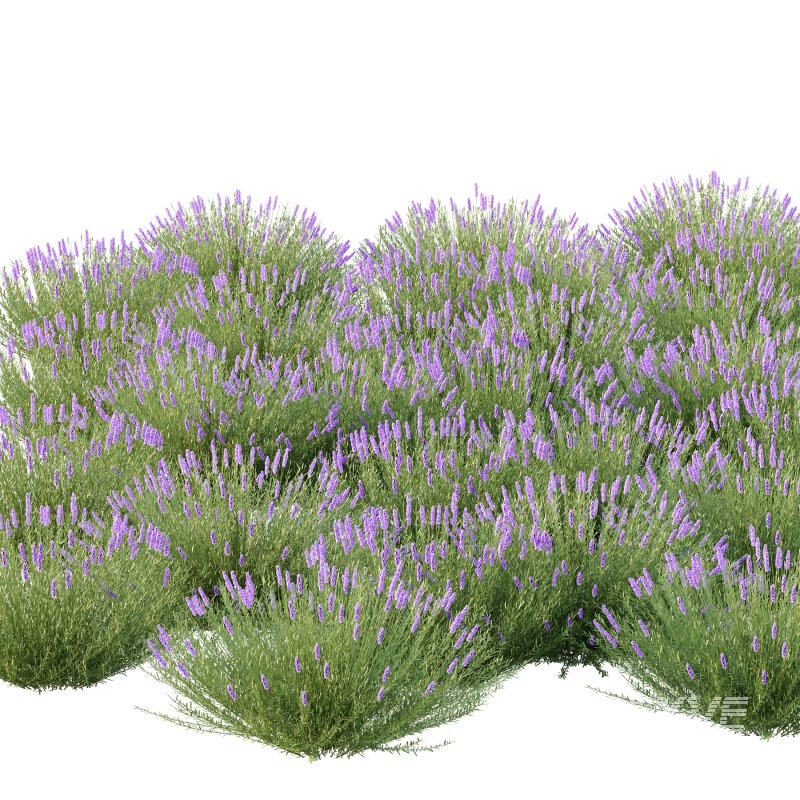 plant bush Flower Lavandula pedunculata 01 - Image 5