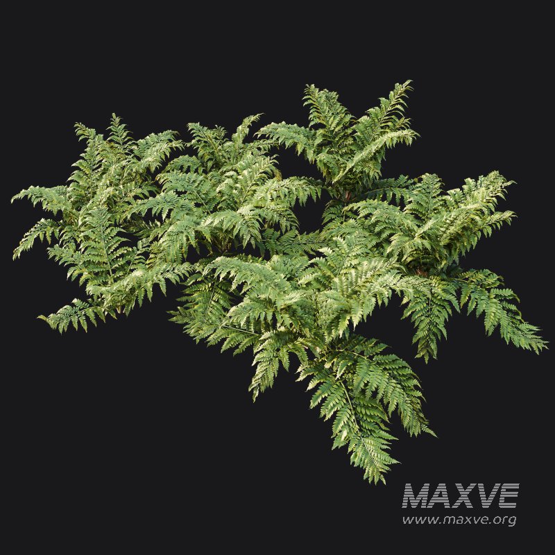 ntal gardens. It introduces a tender and romantic texture, ideal for rendering borders, wildflower beds, or traditional landscaping scenes. - Image 7