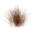 Carex Elata Aurea Grass 04 - Thumbnail 3
