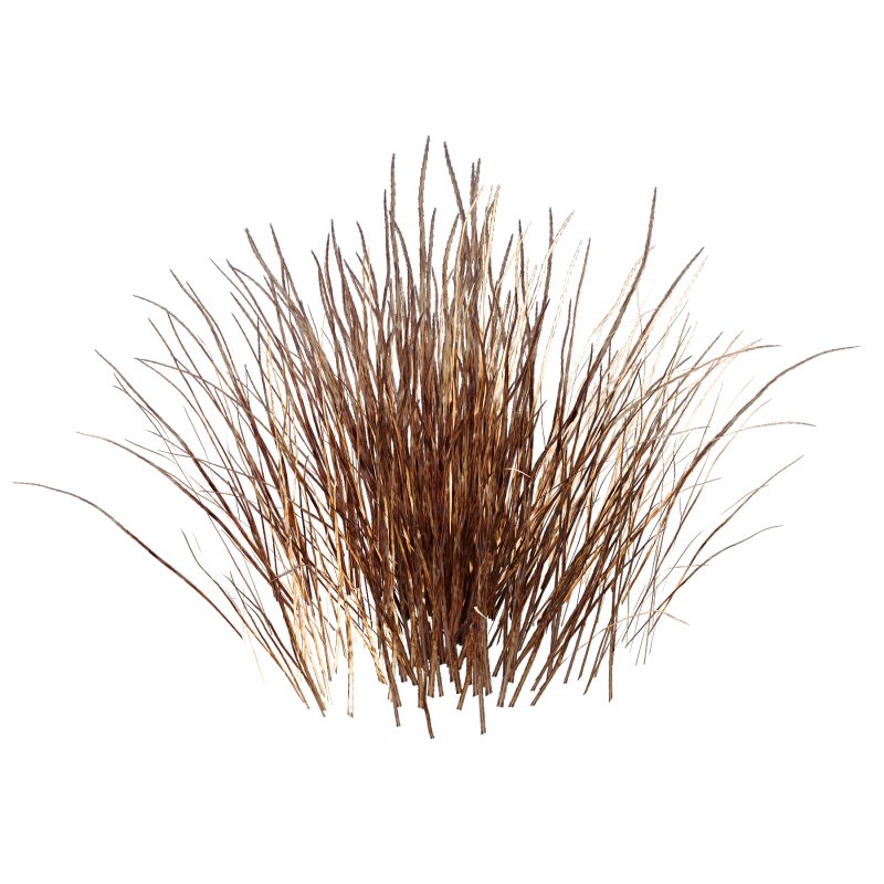 Carex Elata Aurea Grass 04 - Image 3