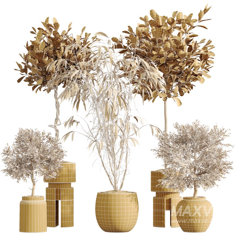 AV Indoor Plants Set 269 Ficus Microcarpa Moclame and Olive Elegant and Japandi Ficus Dracaena Marginata - Image 7