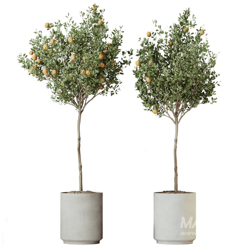 AV Indoor Plants Set 273 Banana Strelitzia Nicolai and Citrus Fruit Orange Tree and Japandi Ficus Dracaena Marginata - Image 2