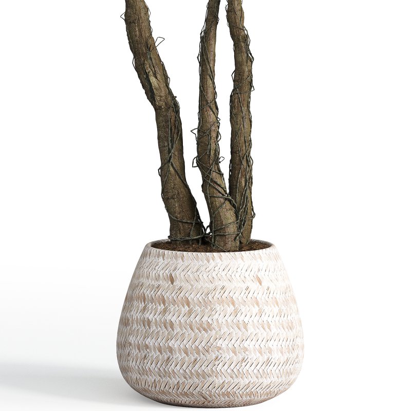 Indoor plant set 03 - Image 1