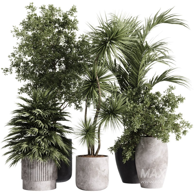 indoor plants – 34 plant collections in pot - Image 3