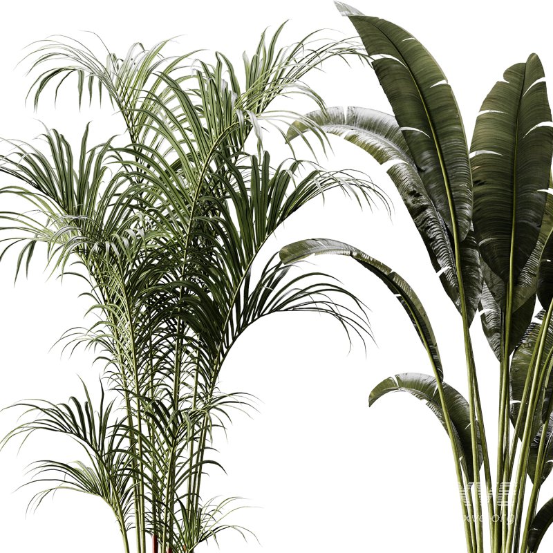 indoor plants 105 – plant collections in pot - Image 6