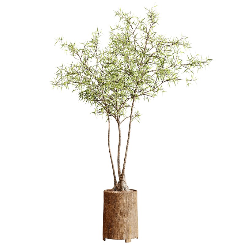 Indoor plants 100 – Plant in pot - Image 2