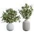 AV Indoor Plants Set 271 Japandi Ficus Dracaena Marginata and Foliage Dollar Authentic Eucalyptus Bouquet - Thumbnail 3
