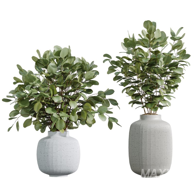 AV Indoor Plants Set 271 Japandi Ficus Dracaena Marginata and Foliage Dollar Authentic Eucalyptus Bouquet - Image 3