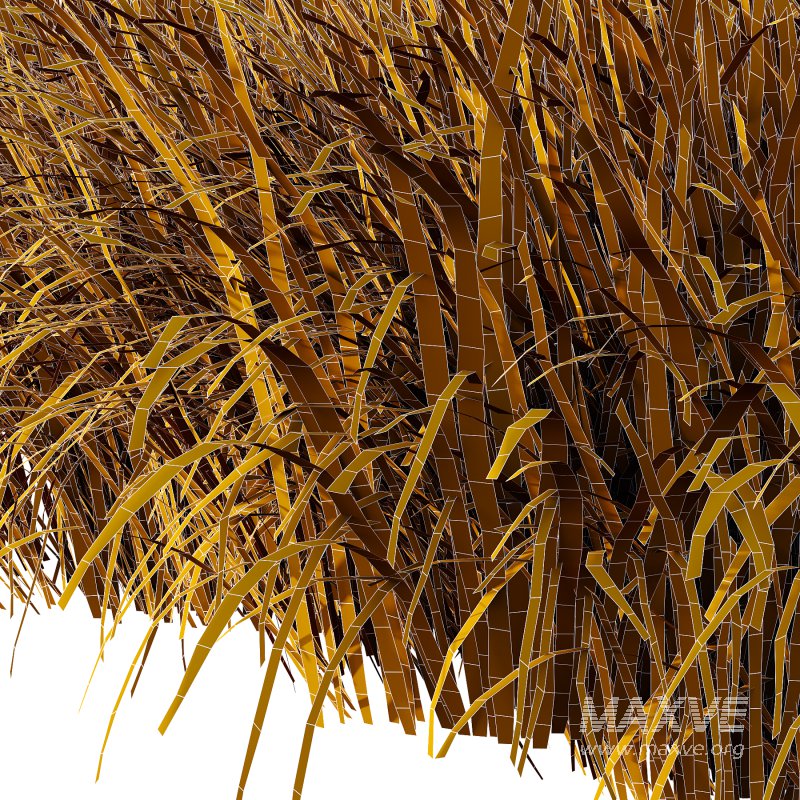 Carex Elata Aurea Grass 02 - Image 2
