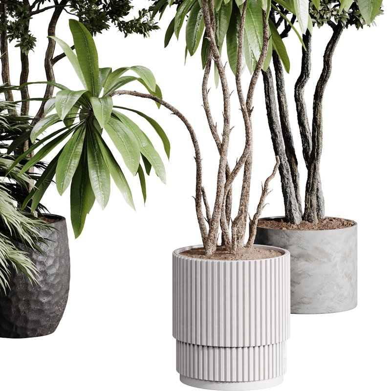 indoor plants 111 – plant collections in pot - Image 3